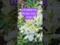 Zadbany ciemiernik po długiej i trudnej zimie #helleborus #ciemiernik #ogród #byliny