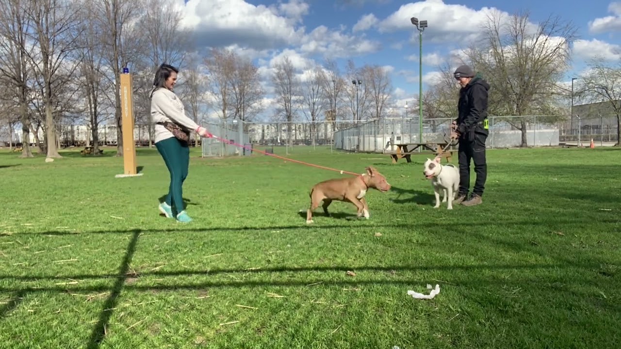 Pudgers & Mariska leash test