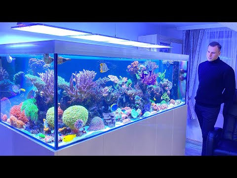 Video: Ska Jag Lägga Till Moonlight I Min Reef Tank?