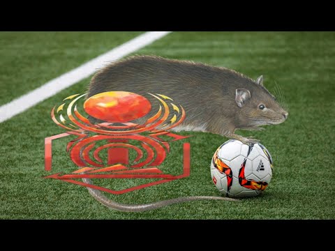 The Rat Balls Special™ (elite rematch highlights)