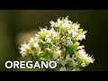 Cultivo de orégano en el huerto ecológico | Permacultura en Galicia