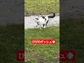 びびの呼んだら帰ってくるダッシュ💨ちょぱが先に帰ってました。 #びびちょぱ #猫ダッシュ #走る猫 #cats #ネコ #ねこ #catsdash #呼んだら帰ってくる