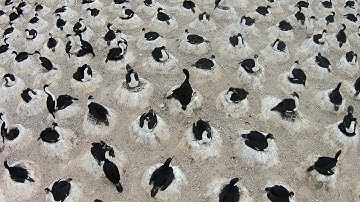 Giant Colony Of Nesting Patagonian Seabirds