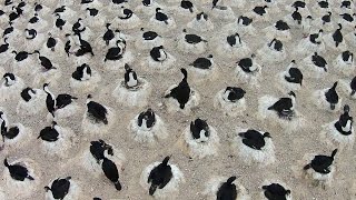 Giant Colony Of Nesting Patagonian Seabirds