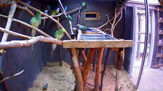 Indian Ringneck Parrots Manchester At RPM Aviaries Inside Flight