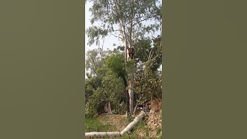 safeda ka ped ki katai hoti hui part 4# 23second#