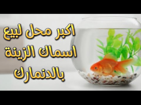 اكبر محل لبيع اسماك الزينة بالدنمارك