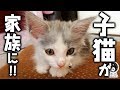 【はがね先生】サイベリアンの子猫が家族になりました / Ciberian kitten has joined my family【子猫動画】