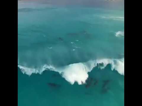 Delfinlərdə dalğalarda sörf etməyi sevir