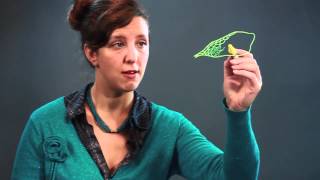 How to Draw the Inside of Insect Wings