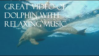 Great Video of Dolphins with Relaxing and Uplifting Music. screenshot 4