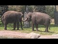elephant springs at Fort Worth Zoo grand opening walkthrough