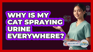 Why Is My Cat Spraying Urine Everywhere? - Ask A Pet Vet