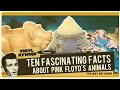 Ten fun facts about Pink Floyd's Animals You May Not Know | Vinyl Rewind