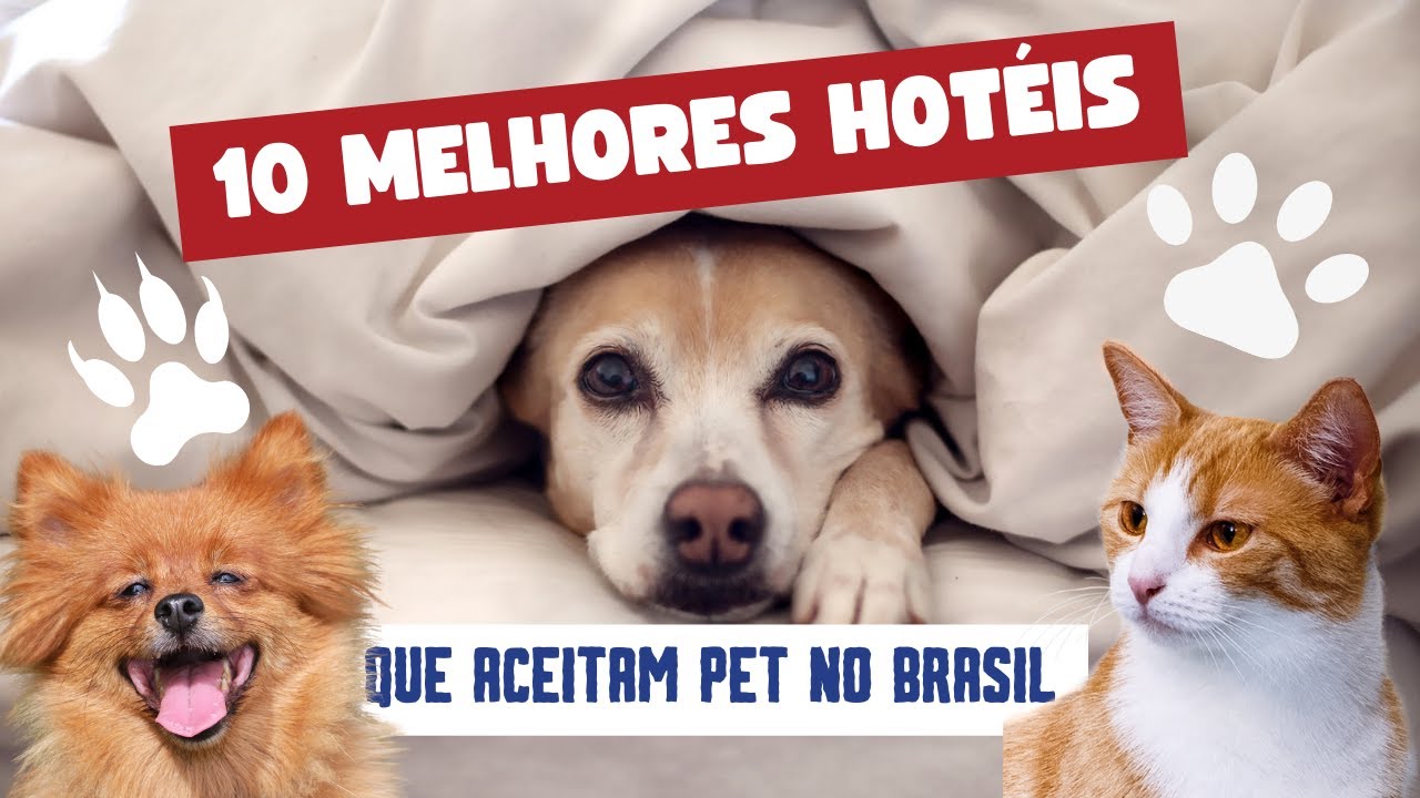 Os 10 melhores hotéis que aceitam pets no Brasil | HOTEL PET FRIENDLY ...