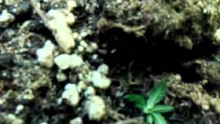 CFL indoor grow, Wut Not to do (series)
