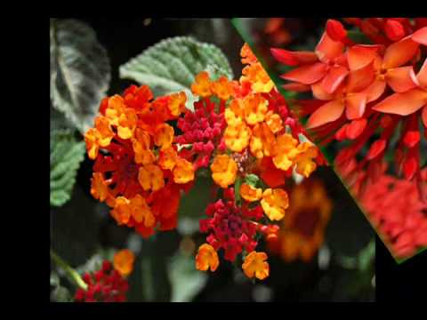 Video 16 LOÀI HOA ĐẸP NHẤT THẾ GIỚI - youtube