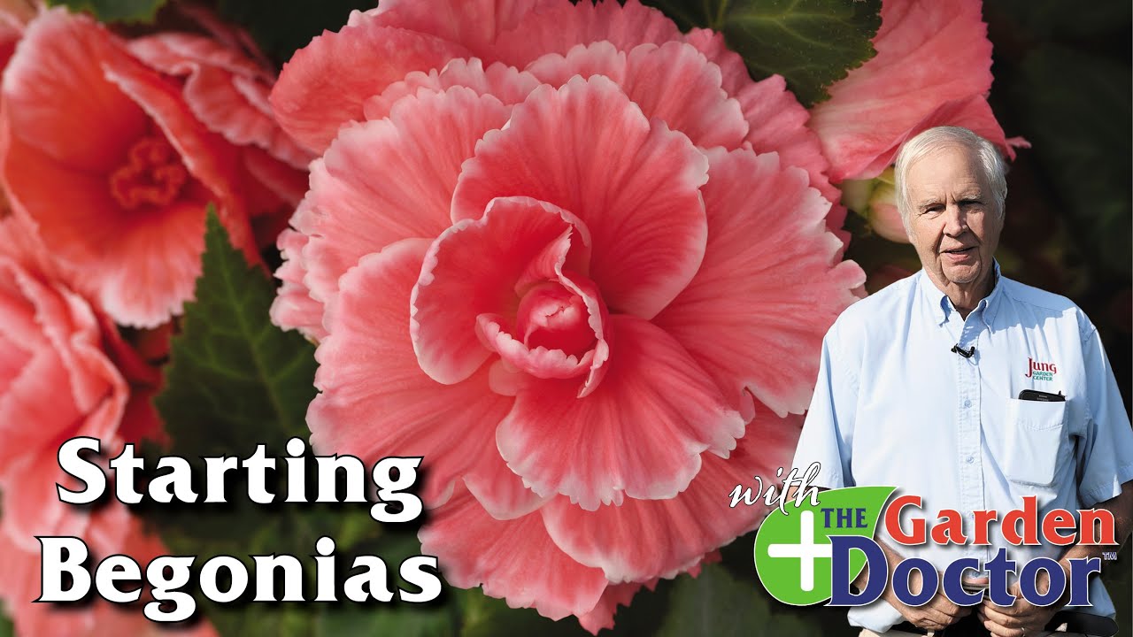 Starting Begonias