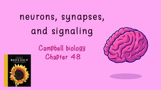Campbell biology chapter 48 :neurons, synapses, and signaling part 2