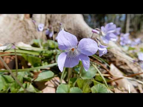 タチツボスミレ/Viola grypoceras 22_260321_ガイコツ山