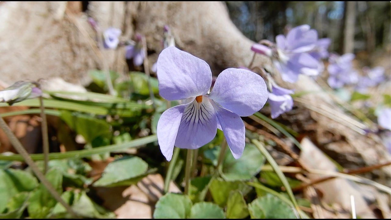 タチツボスミレ/Viola grypoceras 22_260321_ガイコツ山 - YouTube