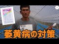 【いちご栽培】育苗期の萎黄病の対策にトップジンM水和剤