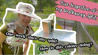 First Hive Inspection: One Week After Walkaway Split - Queen Status & Colony Health