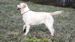 Cute labrador retriever puppyMonte Gerass Una Grande Amore