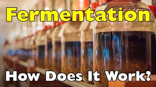 How Does Fermentation Actually Work? (It’s Not Just Food Going Bad) [ID0920]