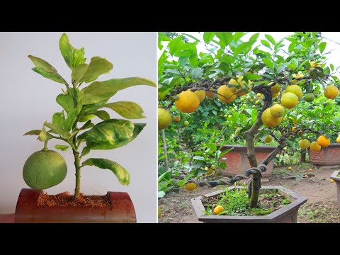 How to grow white Pomelo tree from cuttings for beginners