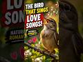 The Bird That Sings Love Songs! 😍🐦 Meet The Nightingale! #shorts #facts