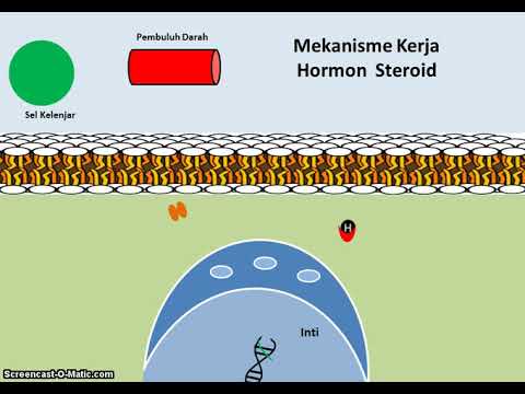 Mekanisme Kerja Hormon Steroid