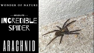 Spider | Arachnid | Wildlife | Nature | Freaking Creature | Bug With Long Legs |   クモ | クモ類 | Hailey