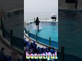 ラビーちゃんの曲線美サイコ～(*'▽') #Shorts #鴨川シーワールド #鴨シー #kamogawaseaworld #killerwhale #orca #シャチ #水族館