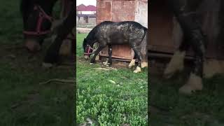 Ochen Derzkiy Zherebets