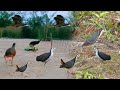 #Jal #Murgi Birds Catching | Bird Trap video 