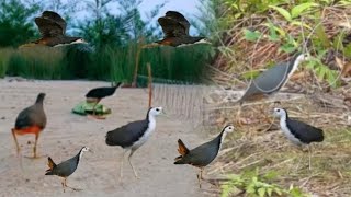 #Jal #Murgi Birds Catching | Bird Trap video 