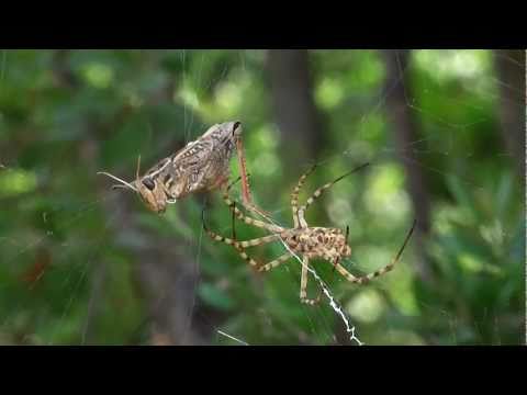 El ataque de la Argiope lobata