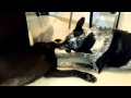 Older dog cleans puppy
