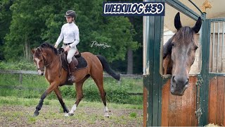 Calli Staat Te Koop & Nieuw Paard Weekvlog 39 Horses By Demi