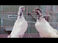 कबूतरों का शौक कीजिए पंजाबी कबूतर sale 💯 call no. 8930434816 Haryana Bahadurgarh