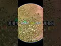Quantum Magic: Particles in Two Places at Once!