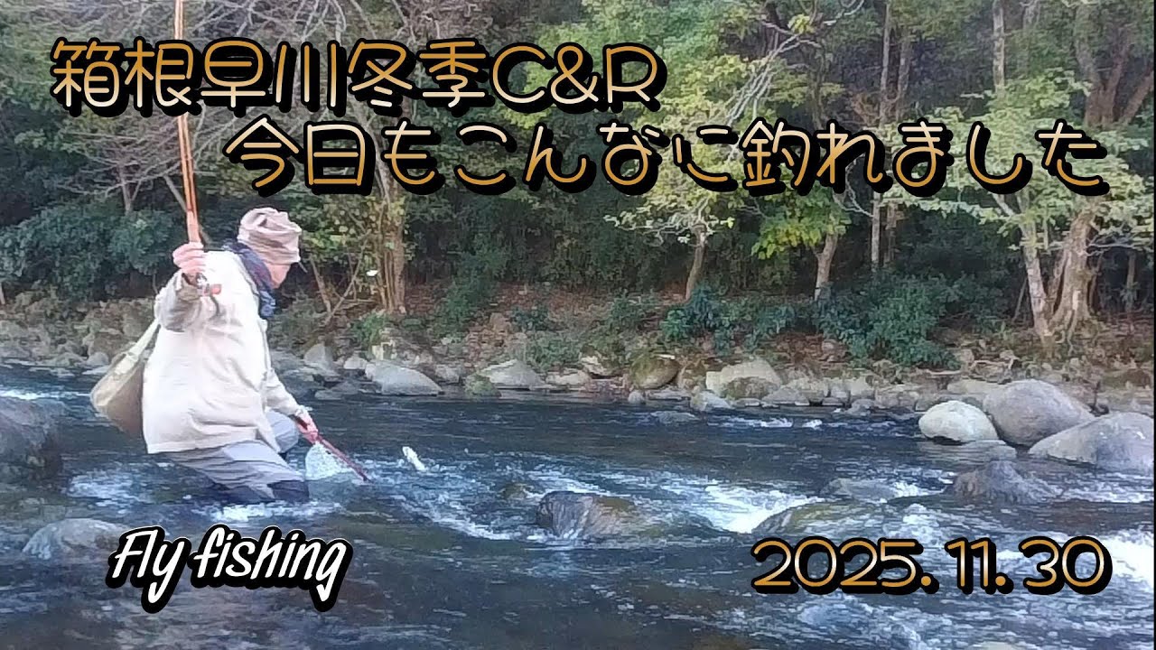 箱根早川冬季C&R　今日もこんなに釣れました　Flyfishing　2025.11.30