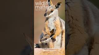 Wildlife Matters Issue #46 is now available!