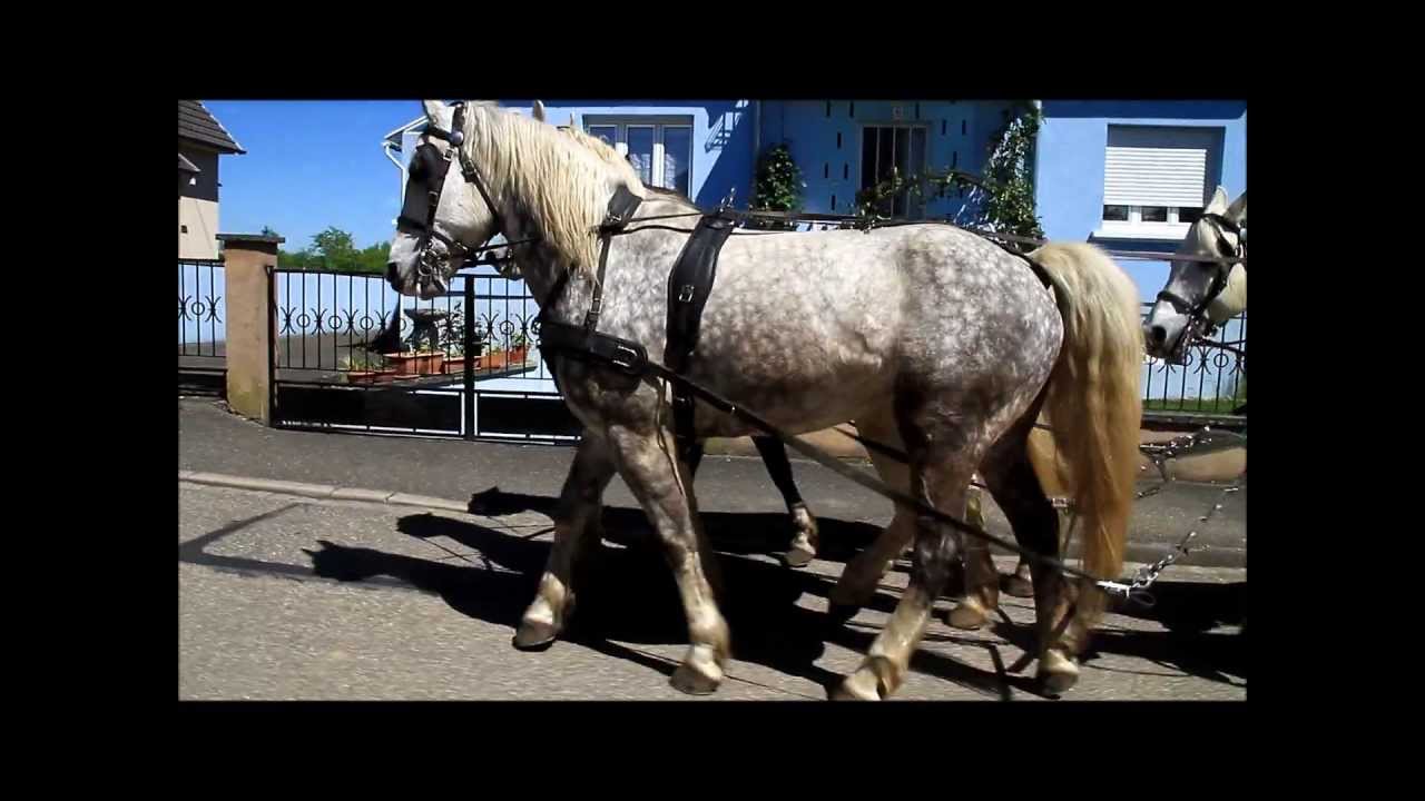 Attelage en grande arbalète à 5 chevaux arabo boulonnais