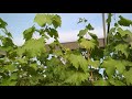 Предварительные работы на винограднике.