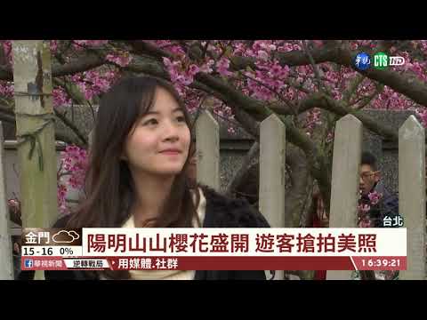 【台語新聞】櫻花接力綻放 全台賞花攻略報你知 | 華視新聞 20200121