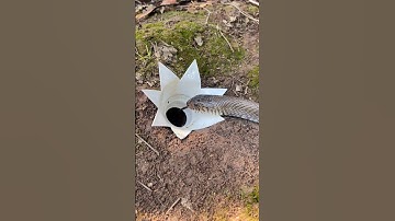 DIY Snake Trap using Flowers Plastic #creativesnaketrap #buildsnaketrap