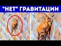 17 уникальных животных с суперспособностями