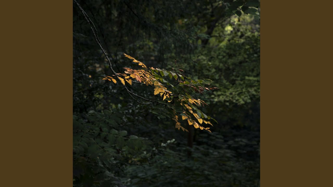 YouTube에서 Wild Predator 보기 YouTube에서 Wild Predator 보기